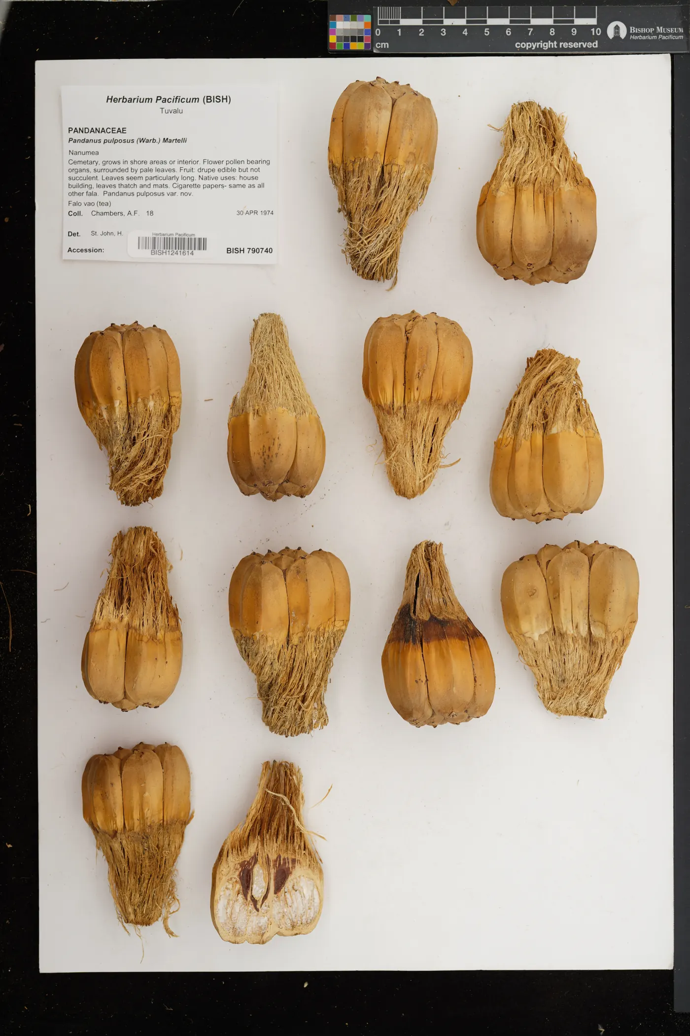 Specimen being parsed