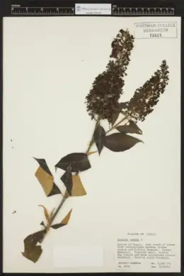 Herbarium specimen of Lantana camara